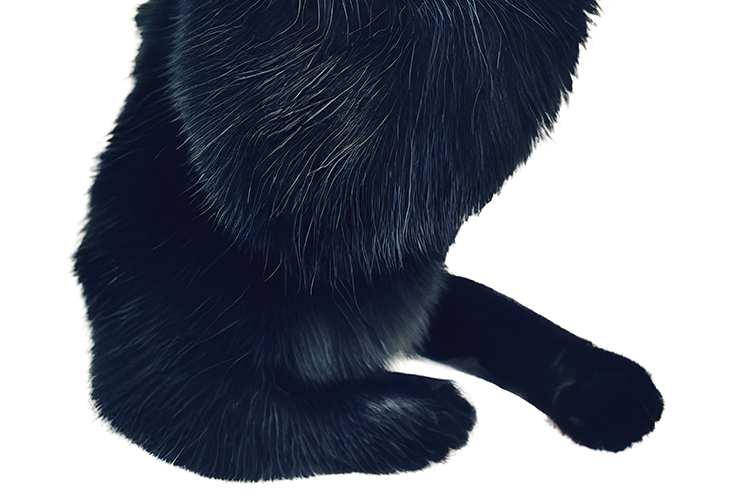 Fekete macska --NR | Digitális nyomat, 2022